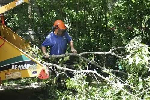 tree services Bel Air